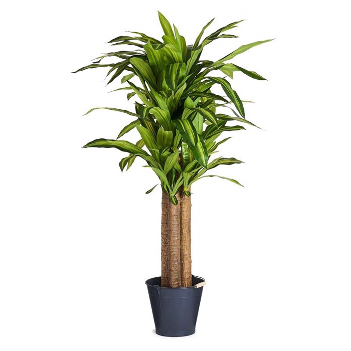 Happy Plante 150 cm