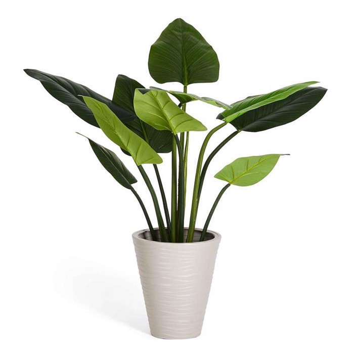 Philodendron 125 cm
